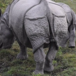 Great Rhino Deluxe слот игра для расслабления и отдыха от проблем