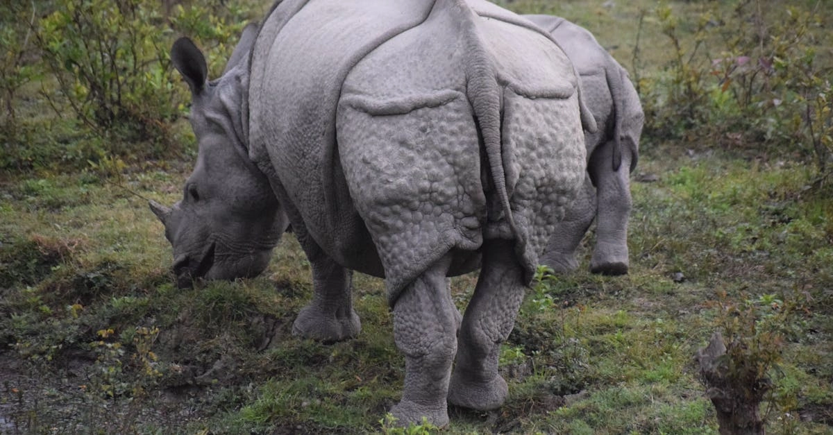 Great Rhino Deluxe слот игра для расслабления и отдыха от проблем